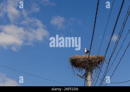 Un stok solitaire se tient dans un nid fait sur un poteau électrique contre le ciel bleu Banque D'Images