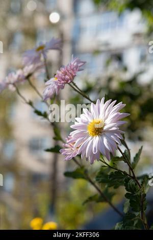 Fleurs de camomille dans le jardin parmi les buissons et les maisons. Banque D'Images