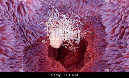 Helicobacter pylori illustration bactérie microaérophile qui infecte diverses zones de l'estomac et du duodénum. surface des microvillosités. bactéries Banque D'Images