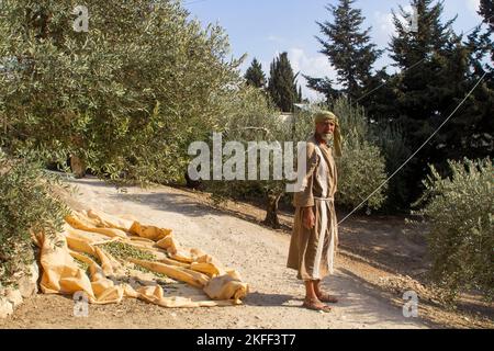 4 novembre 2022. Un volontaire reproduisant la partie d'un agriculteur récoltant des olives. Un ancien olivier avec une feuille de récolte et des olives récoltées ben Banque D'Images