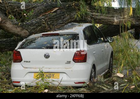 Exeter, Royaume-Uni, 18 novembre 2022 : après plusieurs jours de fortes précipitations intermittentes, un grand saule pleurant est tombé sur Longbrook Street pendant la nuit, écrasant une voiture et bloquant la circulation. Les travailleurs du conseil ont défrichement de l'arbre le matin. Anna Watson/Alay Live News Banque D'Images