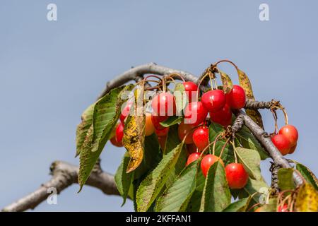 Vue rapprochée des cerises en branche pendant la saison estivale en Provence sud de la France Banque D'Images