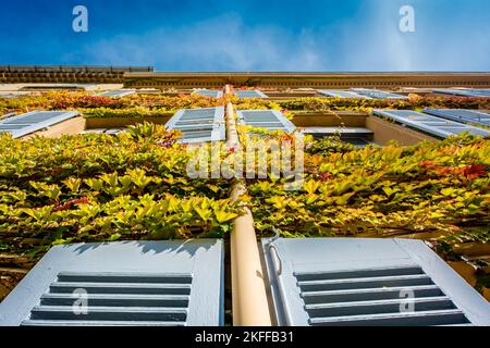 Vue panoramique sur la façade de l'ivy de couleur automnale de Saint Tropez au sud de la France Banque D'Images