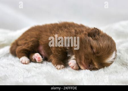 Petit chien Chihuahua dormant sur un tissu blanc doux, mignon chien blanc brun endormi sur fond blanc. Drôle charmant petit jouet chiot dort à l'arrière Banque D'Images