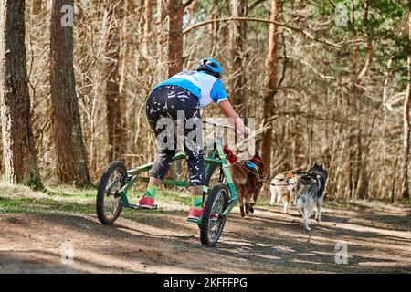 Vue de dos à la femme musher manèges sur trois chariots à roues avec chiens de traîneau Husky sibériens en harnais sur la forêt d'automne sec, chiens de carting extérieur m Banque D'Images