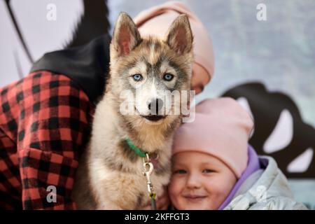 Deux petites filles en chapeaux roses épousant le chien Husky de Sibérie, portrait amusant du chiot Husky et des enfants. Les filles et les chiots Husky sont heureux Banque D'Images