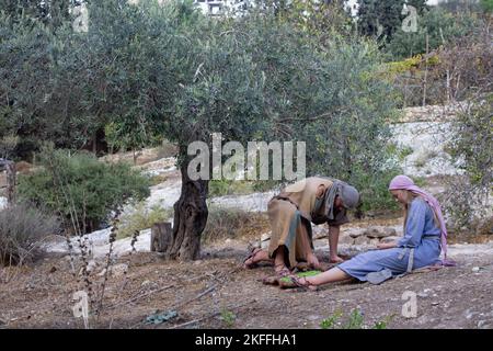 4 novembre 2022 Un jeune couple en vêtements traditionnels, en gradant les olives récoltées d'un ancien olivier. Situé dans le village de Nazareth en plein air Banque D'Images