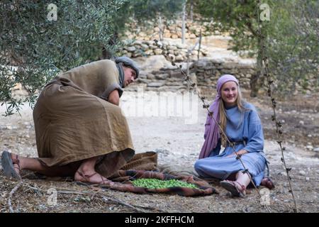 4 novembre 2022 Un jeune couple en vêtements traditionnels, en gradant les olives récoltées d'un ancien olivier. Situé dans le village de Nazareth en plein air Banque D'Images