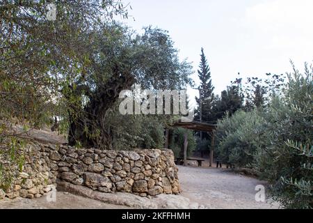 4 nov 2022 un ancien olivier soutenu par un mur de soutènement en pierre situé dans le Musée en plein air du village de Nazareth en Israël Banque D'Images