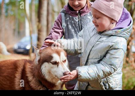 Deux petites filles en vestes jouant et petting chien Husky sibérien brun, drôle de rencontre de chien Husky et d'enfants. Joyeuses sœurs filles et chiens câlins sur au Banque D'Images