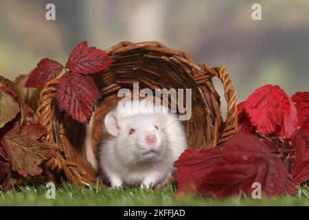 rat de fantaisie Banque D'Images