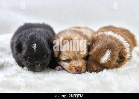 Trois petits chiots Chihuahua couchés sur un tissu blanc doux, les chiens marron et noirs endormis se reproduisent sur fond blanc. Drôle de charmant petit jouet puppie Banque D'Images
