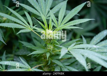 Développement précoce du trichhome sur une plante de cannabis domestique Banque D'Images