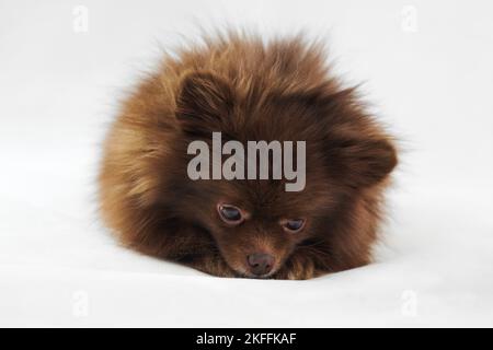 Mignon brun Pomeranian Spitz chien mensonges et le nez poussé isolé sur fond blanc, charmant moelleux Spitz chiot chocolat couleur brunâtre manteau. Portrait Banque D'Images