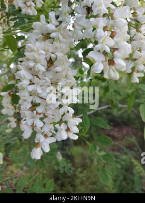 Arbre de robinier en fleurs au printemps. Fleurs en acacia. Banque D'Images