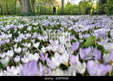 Berlin, Allemagne. 06th octobre 2022. Le crocus d'automne fleurit sur une bande herbacée dans le quartier Steglitz de Berlin. Crédit : Stephanie Pilick/dpa/Alay Live News Banque D'Images