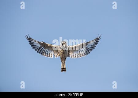 Moindre pied kingfisher Banque D'Images