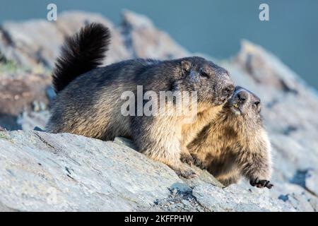 Marmottes alpines Banque D'Images