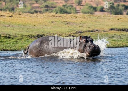 River Horse au botswana Banque D'Images