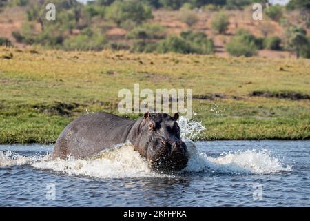 River Horse au botswana Banque D'Images