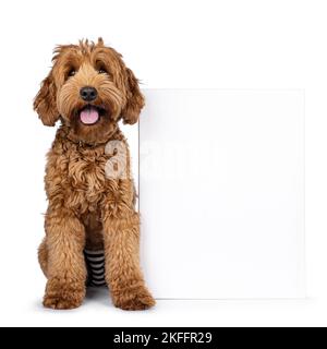 Mignon jeune Cobberdog aka Labradoodle chien chiot. Assis face à l'avant, à côté de la toile blanche. En regardant vers l'appareil photo. Languette vers l'extérieur, panting. Isolé sur Banque D'Images