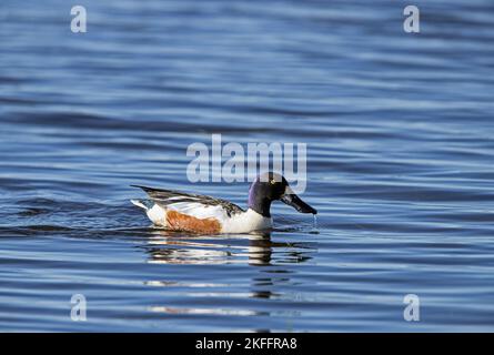 Natation Northern Shoveler Banque D'Images