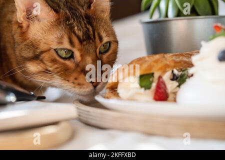 Drôle de chat bengal se trouve près d'un plateau en bois avec café, gâteaux et carnet sur le lit. Un week-end agréable le matin à la maison. Banque D'Images