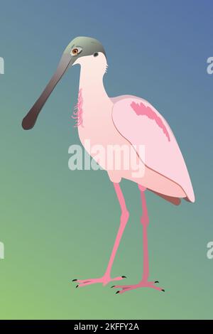 Illustration vectorielle d'une spoonbill Roseate. L'oiseau est debout et vous voyez l'oiseau de son côté. Il regarde à gauche. Découper sur un g bleu Illustration de Vecteur