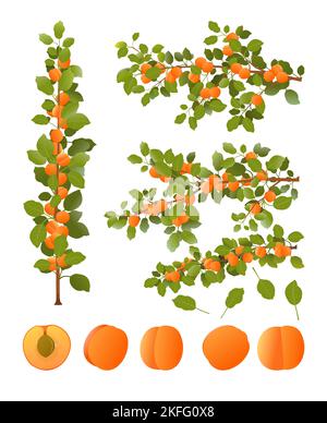 Ensemble de branches d'abricot aux fruits mûrs. Plante de jardin avec récolte comestible. Isolé sur fond blanc. Branche avec feuillage et feuilles. Vecteur. Illustration de Vecteur