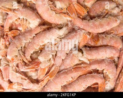 Vue de dessus de grandes langoustines surgelées de près. Texture d'arrière-plan des tlangoustines congelées brutes. Pile de langoustines congelées fond de motif Banque D'Images