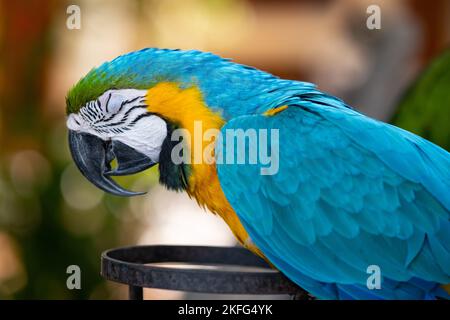 Gros plan sur le magnifique perroquet de la macaw dans le parc. Banque D'Images