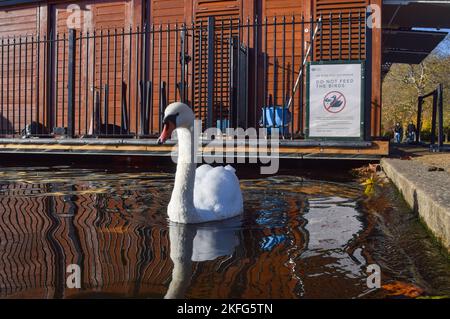 Londres, Angleterre, Royaume-Uni. 18th novembre 2022. Un cygne muet naine à côté d'un panneau « ne pas nourrir les oiseaux » qui signale une épidémie de grippe aviaire au lac Serpentine à Hyde Park. Malgré les signes évidents, les gens continuent des ignorer et de nourrir les oiseaux du pain, des chips et d'autres aliments malsains uniquement pour se divertir et prendre des selfies, tout en mettant en danger la vie des oiseaux dans le processus. (Image de crédit : © Vuk Valcic/ZUMA Press Wire) Banque D'Images