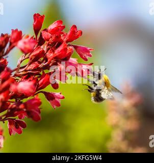 Macro d'une abeille commune de carder volant à une fleur de heuchera rouge Banque D'Images