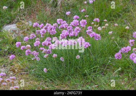 Seeschlän, Seeschlän, Seeschlän, Seeschlän, Sechlän, Sechlän, Sechlän, Sechlän, Armeria maritima, thrift, Thrift commun, thrift de mer Banque D'Images