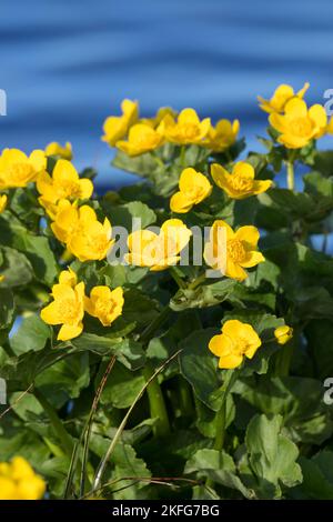 Sumpf-Dotterblume Sumpfdotterblume Dotterblume,,, Caltha palustris, Kingcup Kingscup, Populage des marais, Populage des marais, Banque D'Images