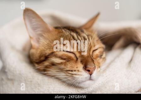 Un joli chat Bengale peut dormir dans une chambre confortable. Banque D'Images