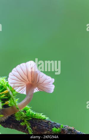 Champignon blanc dans la forêt, genre Mycena champignon Banque D'Images