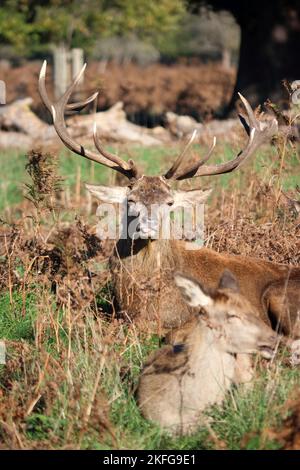 Bushy Park Londres, Angleterre, Royaume-Uni. 18th novembre 2022. Cerf rouge se lasser avec son troupeau de does crédit: Julia Gavin/Alay Live News Banque D'Images