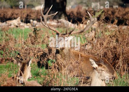 Bushy Park Londres, Angleterre, Royaume-Uni. 18th novembre 2022. Cerf rouge se lasser avec son troupeau de does crédit: Julia Gavin/Alay Live News Banque D'Images