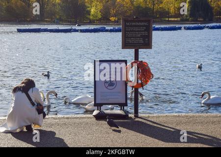 Londres, Royaume-Uni. 18th novembre 2022. Un visiteur prend une photo de la veuvage à côté d'un panneau « ne pas nourrir les oiseaux » avertissant d'une éclosion de grippe aviaire au lac Serpentine à Hyde Park. Malgré les signes avant-coureurs, les gens continuent des ignorer et de nourrir les oiseaux de pain, de chips et d’autres aliments malsains uniquement pour se divertir et prendre des selfies, tout en mettant en danger la vie des oiseaux, car ils les rassemblent et propagent le virus. Credit: Vuk Valcic/Alamy Live News Banque D'Images