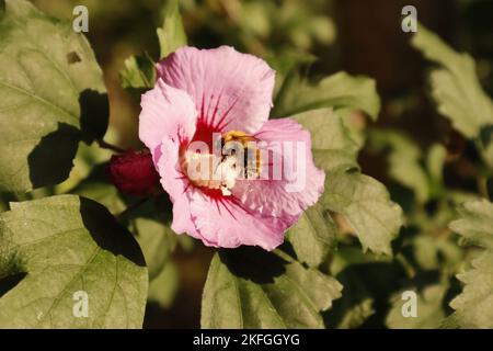 Gros plan des bourdons pollinisant un hibiscus syriacus Banque D'Images