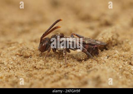 Gros plan sur une femelle de l'abeille Nomad de Sheppard, Nomada sheppardana, dans le sable Banque D'Images
