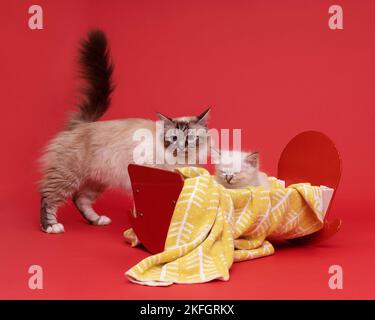 Belle mère sacrée birmane chat et chaton dans un lit de poupées en studio gros plan, chat de luxe, fond rouge Banque D'Images
