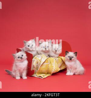 Cinq beaux chatons de chat birman sacrés dans un lit de poupées en studio gros plan, un chat de luxe, fond rouge Banque D'Images