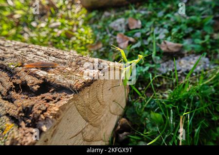 Une mantis priant de l'espèce Mantis religiosa monte le côté d'une bûche coupée derrière une loug terrestre à sa surface. Banque D'Images