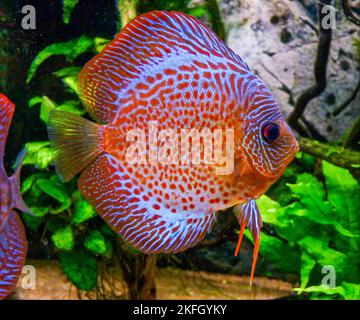 Discus dans un aquarium à la maison Banque D'Images
