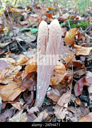 Herkules-Riesenkeule . Herkuleskeule . Clavariadelphus pistillalis Banque D'Images