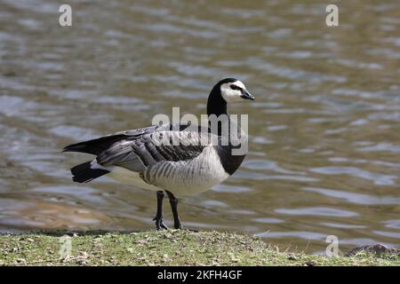 Barnacle Goose, Branta leucopsis, Malmö, Suède Banque D'Images