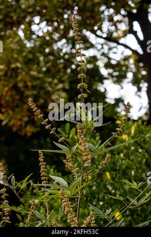 Perovskia atriplicifolia, Salvia yangii, Sagebrush, Perovskia scabiosifolia Banque D'Images