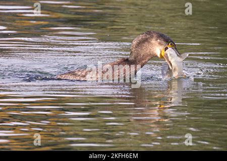 Photo d'un grand cormorant noir qui attrape un poisson avec un arrière-gorund flou Banque D'Images